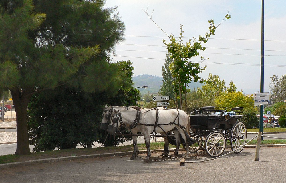 Se ferradura desse sorte, burro não puxava carroça!