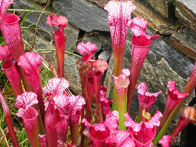 Veja agora as principais plantas carnívoras do mundo. 