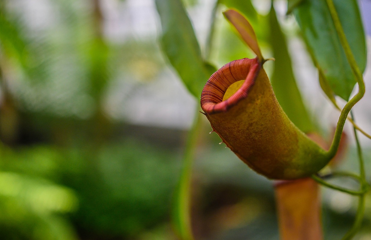 Recrie da maneira mais fiel possível o habitat natural da planta carnívora;