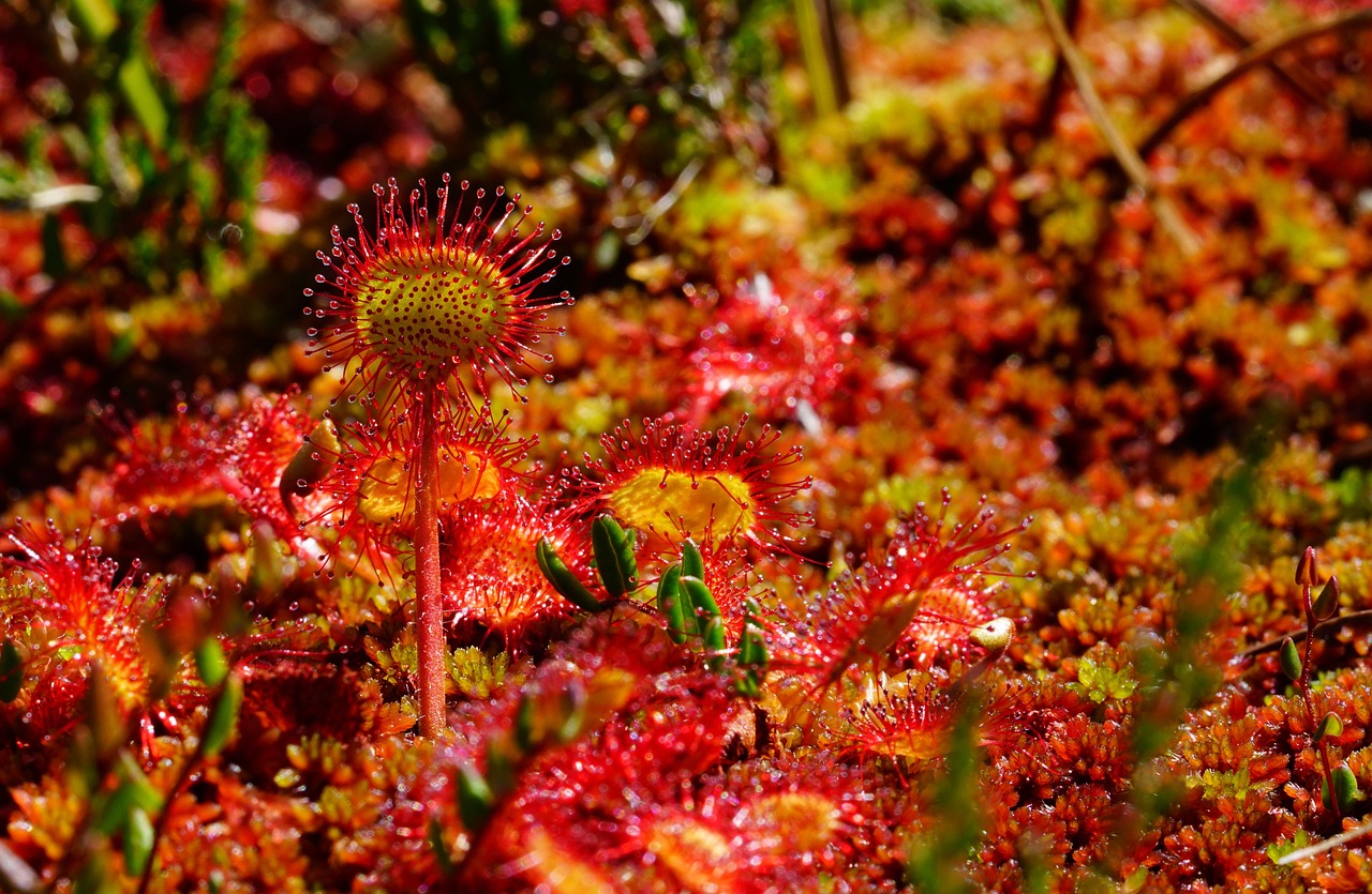 Em um processo de evolução, as plantas carnívoras se adaptaram para utilizar o próprio sistema digestivo para se alimentar de insetos.