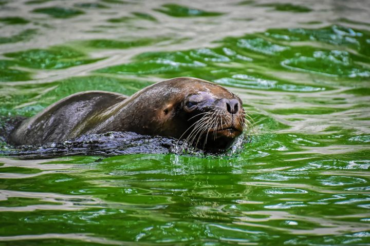 <p>As chamadas “focas verdadeiras”, da família Phocidae, são as mais adaptadas à vida exclusivamente aquática. Em geral, elas são mais discretas e silenciosas.</p>
