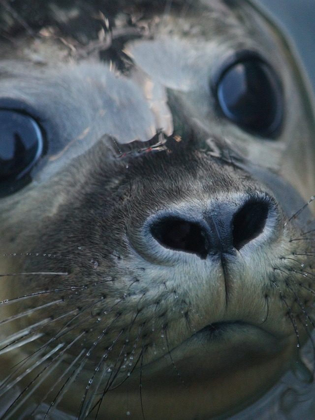 Notícias sobre animais que chamaram atenção pelo mundo
