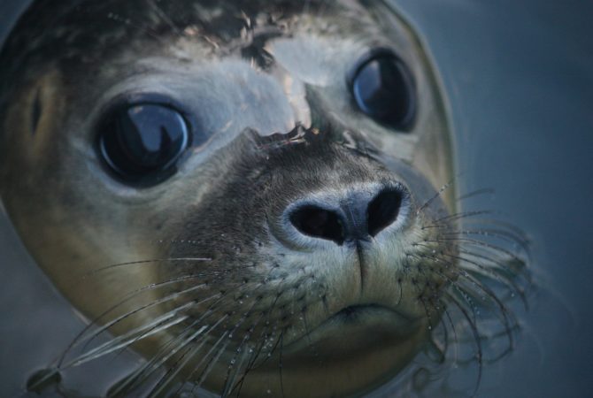 Notícias recentes sobre animais que chamaram atenção pelo mundo