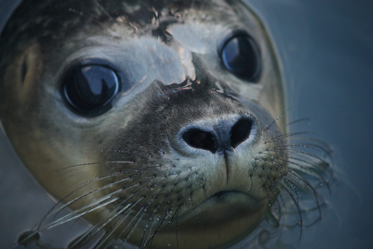 Existem animais aparentemente graciosos que podem ser perigosos. Portanto, não se deixe enganar. -  (crédito: Imagem de Alicia_Chan por Pixabay )