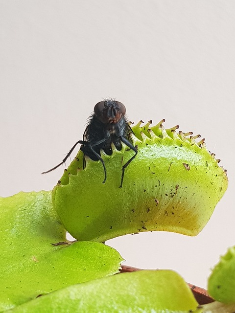 Tem cerca de 10 cm de altura e as folhas são em formato de armadilha que se fecha quando a presa pousa na planta. Tem espinhos e cria uma espécie de jaula para o consumo do inseto que não consegue escapar. 
