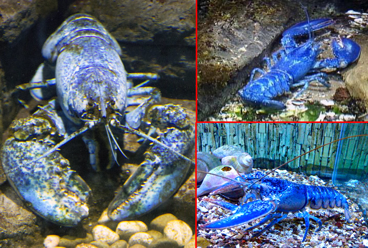 Pescador captura raríssima lagosta azul!