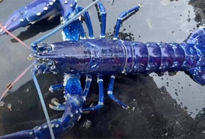 lagosta azul
