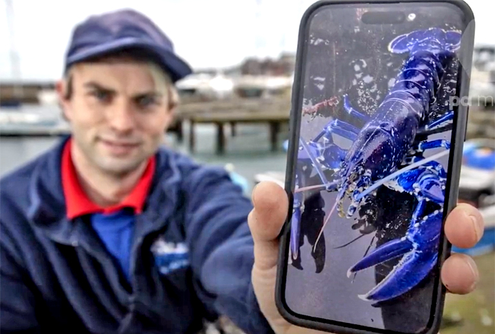 Stuart Brown, pesquisador na Belfast Lough, encontrou a lagosta azul numa grande enseada nos arredores de Belfast. O homem registrou o momento na Internet, para comprovar a façanha, e devolveu a lagosta azul ao mar.  "Espero que, se alguém pegar a lagosta, devolva (para a água) também", disse. 