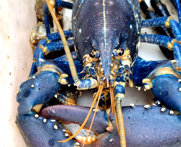 A lagosta é um tipo de crustáceo, nome dado a um grupo de animais que têm, entre outras características, um par de antenas, uma "carcaça dura". Eles têm pernas e ausência de coluna vertebral. O Brasil tem cinco espécies de lagostas. No mundo são 75.