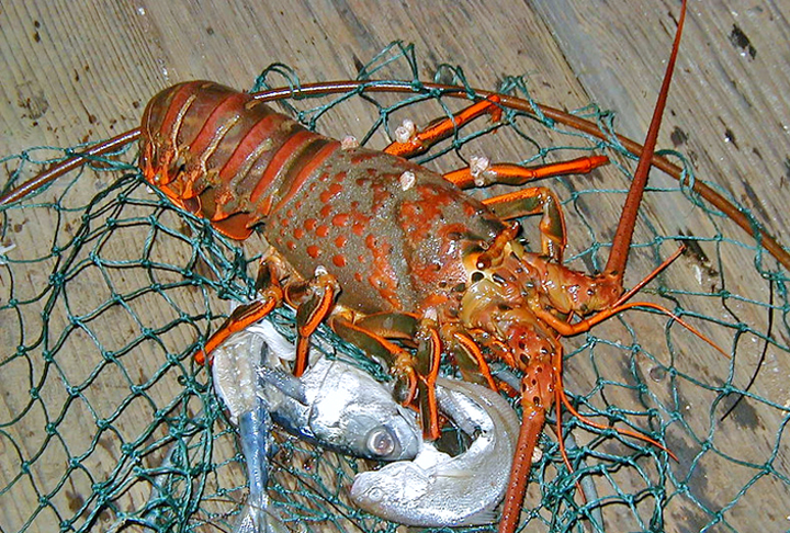 O crustáceo é um símbolo de opulência na arte e na moda, alcançando um estatuto cultural que ultrapassa outras iguarias culinárias como o caviar ou os cortes de bife caros. Ela é conhecida por seu caráter enigmático e surreal, incorporada na moda, artes visuais e literatura.