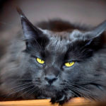 Gato Preto - O nome do gato