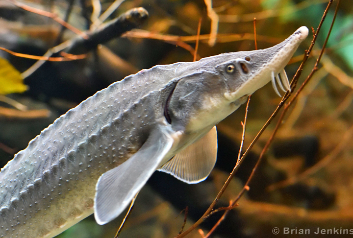 O Esturjão do Atlântico tem um visual "pré-histórico" e não é à toa, afinal, a espécie evoluiu de peixes que conviveram com os dinossauros. O registro  na praia americana foi feito inicialmente por Allen Sklar, enquanto dirigia pela região, onde costuma passar: