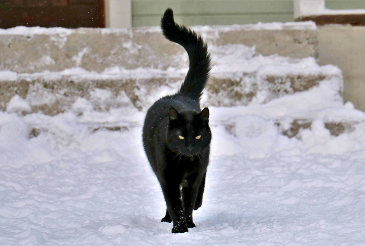 O motivo pelo qual os gatos ronronam permanece incerto. Veterinários sugerem que as cordas vocais vibram na parte mais profunda da garganta, com um músculo na laringe abrindo e fechando a passagem do ar 25 vezes por segundo.-Imagem de K L por Pixabay