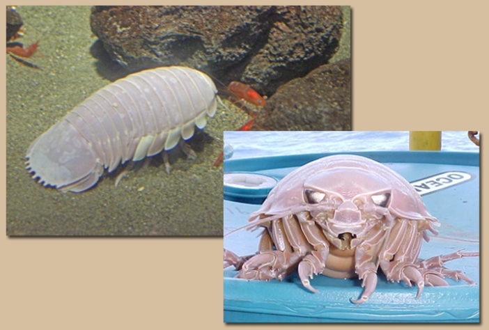 isópode gigante 