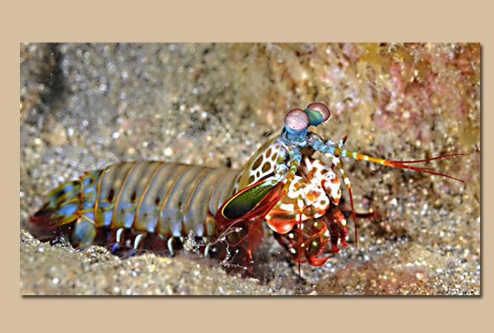 LACRAIA DO MAR - Essa criatura, também chamada de Eunice aphroditois, é um verme marinho de grandes dimensões que vive em águas tropicais e subtropicais. É raro porque passa a maior parte do tempo escondido no fundo do mar, enterrado na areia ou lama, saindo apenas para capturar presas rapidamente com suas mandíbulas afiadas. Avistamentos naturais são raros e geralmente ocorrem durante mergulhos profundos.