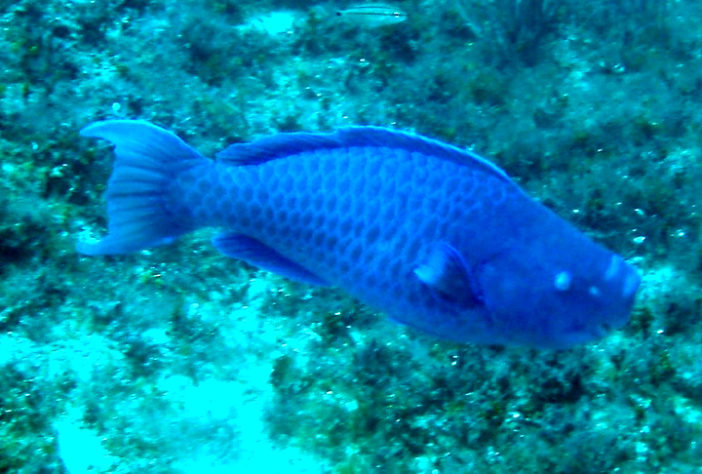 budião azul