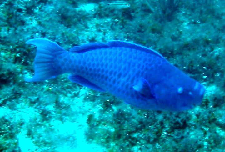 BUDIÃO AZUL - Tem visual único, com corpo azul vibrante e dentes fusionados que parecem um bico. Essa espécie, encontrada principalmente nos recifes de corais do Atlântico, desempenha um papel essencial na ecologia, raspando algas e mantendo o equilíbrio do ecossistema marinho.