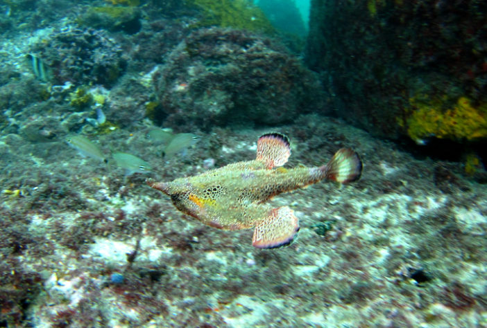 peixe morcego