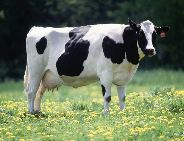 Vacas