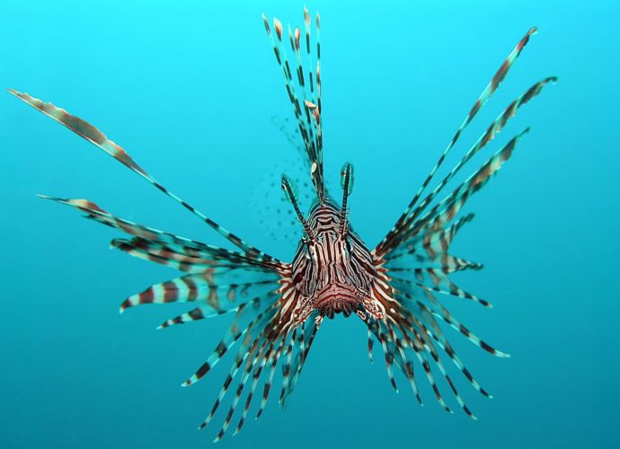 Peixe-leão-vermelho: Ao se deparar com algum perigo, esse peixe ergue as barbatanas dorsais, que contêm glândulas venenosas, e aponta para os inimigos. Mais um que pode entrar para os “Vingadores” do mundo animal!