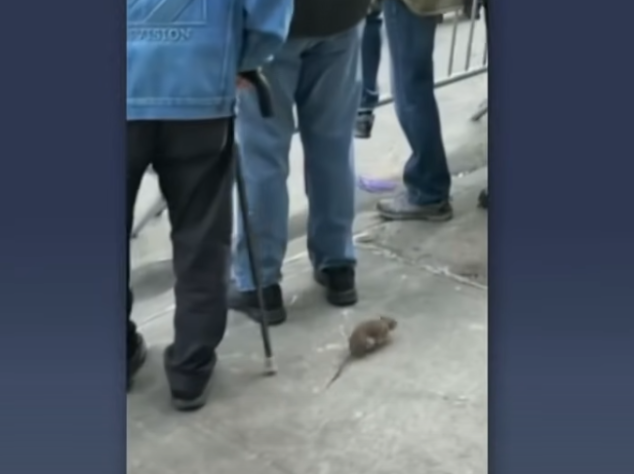 Ratos em Nova York