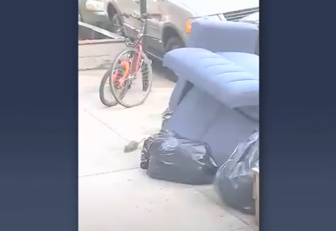 Ratos em Nova York