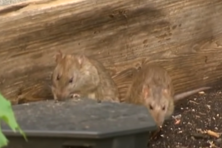Rato- São mamíferos roedores, que estão na natureza em mais 2.000 espécies, frequentemente são usados em pesquisas devido à sua capacidade de aprender e se adaptar. Possuem gestação de 20 dias e dão à luz  até 12 filhotes.