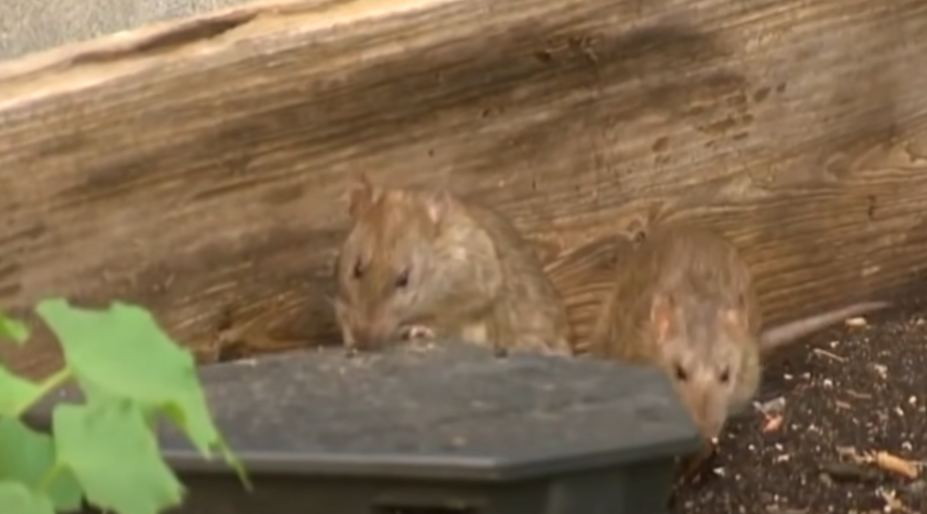 Rato- SÃ£o mamÃ­feros roedores, que estÃ£o na natureza em mais 2.000 espÃ©cies, frequentemente sÃ£o usados em pesquisas devido Ã  sua capacidade de aprender e se adaptar. Possuem gestaÃ§Ã£o de 20 dias e dÃ£o Ã  luz  atÃ© 12 filhotes.
