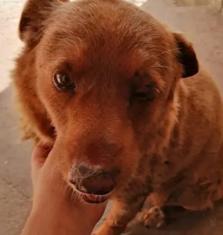 Cão mais velho do mundo 