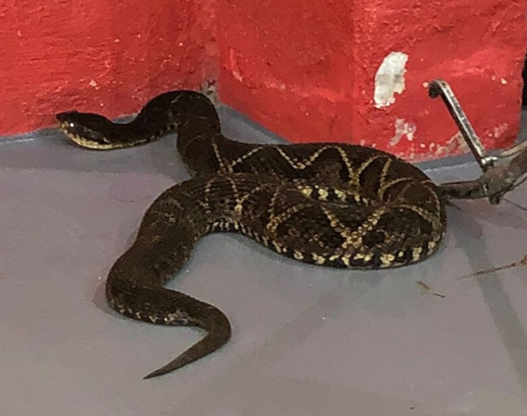 Em junho de 2023, uma cobra com veneno capaz de matar humanos foi capturada numa casa em São José, na Grande Florianópolis. Com 1,80 m, a serpente da espécie Jararacuçu estava no telhado e foi retirada por bombeiros. -Divulgação Bombeiros SC
