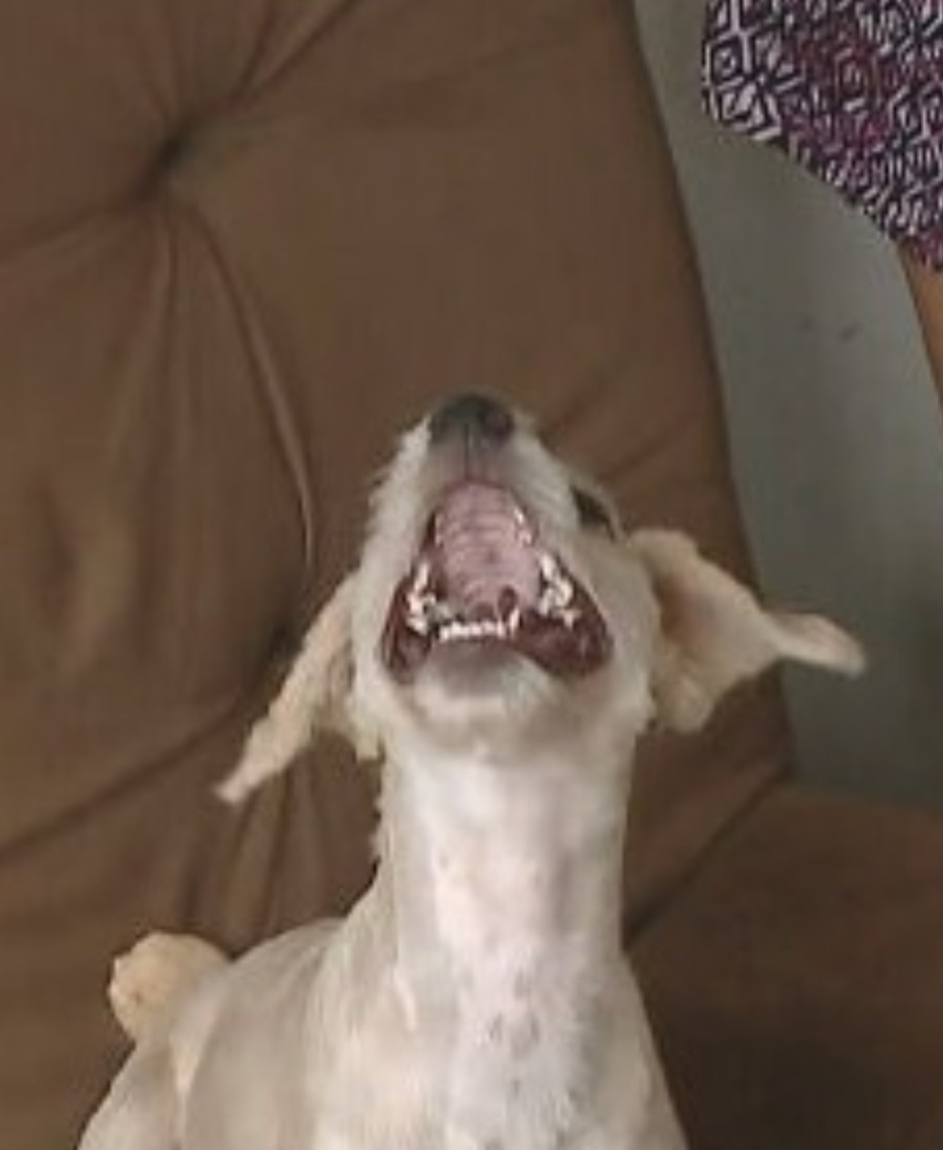 Brincadeira à parte, a instituição disse que ninguém sabe como a cachorra foi parar dentro do sofá.