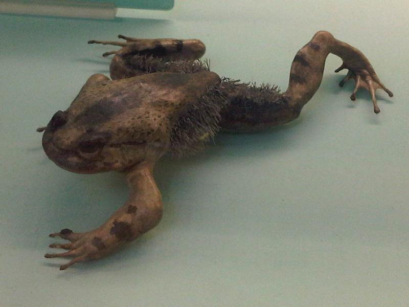 Sapo peludo: E não é que existe um “Wolverine da vida real”?! Esse sapo possui garras feitas de ossos e, para colocá-las para fora, ele precisa romper a pele e quebrar os próprios dedos. E mais: ele ainda é capaz de se regenerar depois.