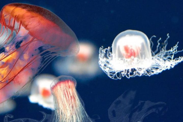 <p>Muitos desses organismos são transparentes e extremamente delicados, mas atuam na transferência de energia dentro dos ecossistemas marinhos, servindo de alimento para peixes, baleias, águas-vivas e diversos outros animais.</p>
