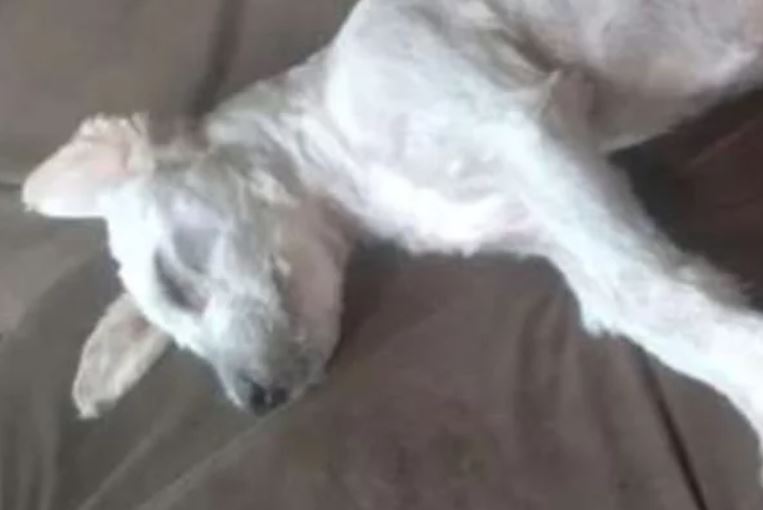 Foi necessário até rasgar o forro do sofá para retirar a cadelinha. "Estava com muita fome e sede, " na verdade quase morrendo", escreveu.