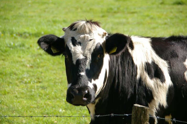 vaca - gado - boi