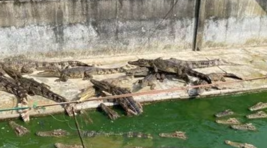 TambÃ©m na TailÃ¢ndia, crocodilos tornaram-se canibais apÃ³s ficarem abandonados numa fazenda depois da morte do dono. 