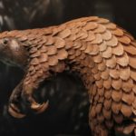 Pangolin é capaz de usar a carapaça para se proteger de predadores