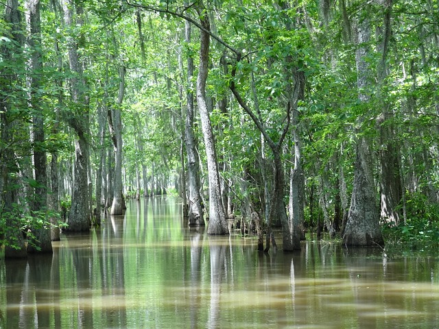 Áreas naturais, como parques, e regiões urbanas inteiras poderiam ser transformadas em lagos e pântanos.-bobmann por Pixabay 