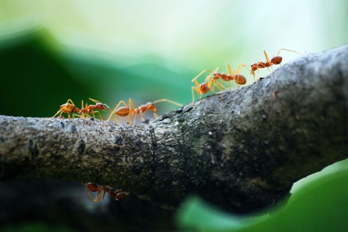 animais com 'superpoderes'!