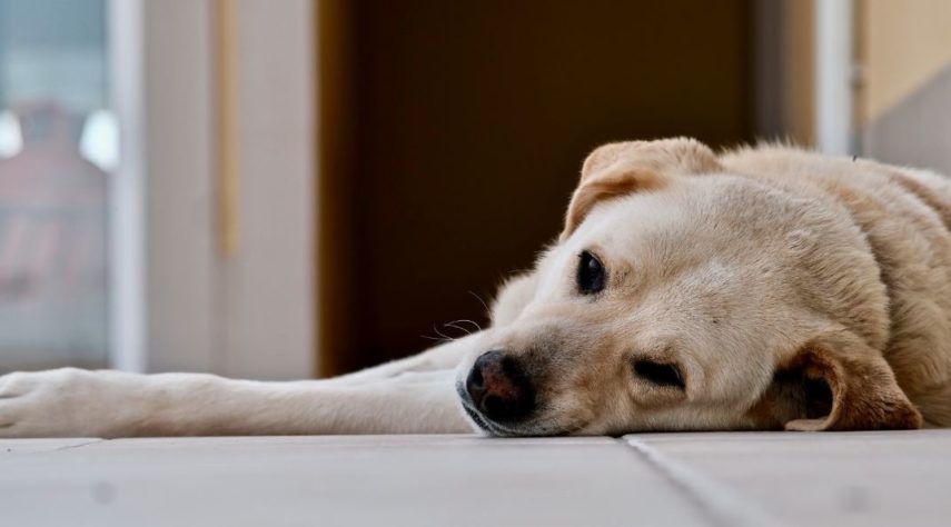 Cão mais velho do mundo 