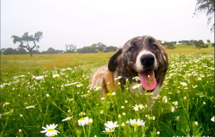 Cão mais velho do mundo 