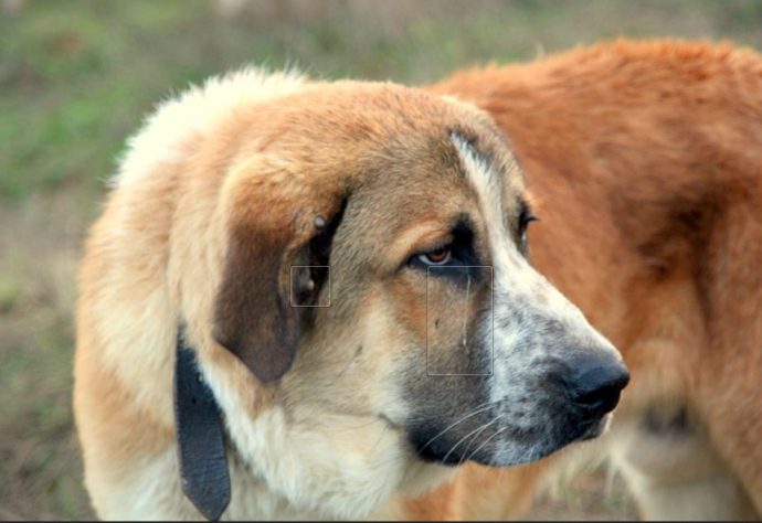 Cão mais velho do mundo 