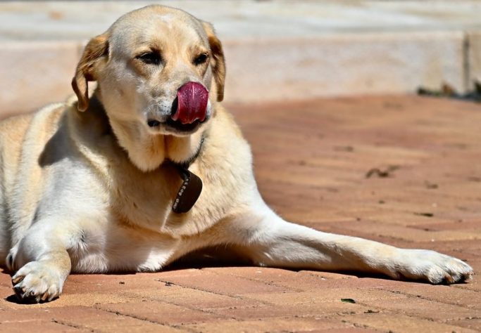 Cão mais velho do mundo 
