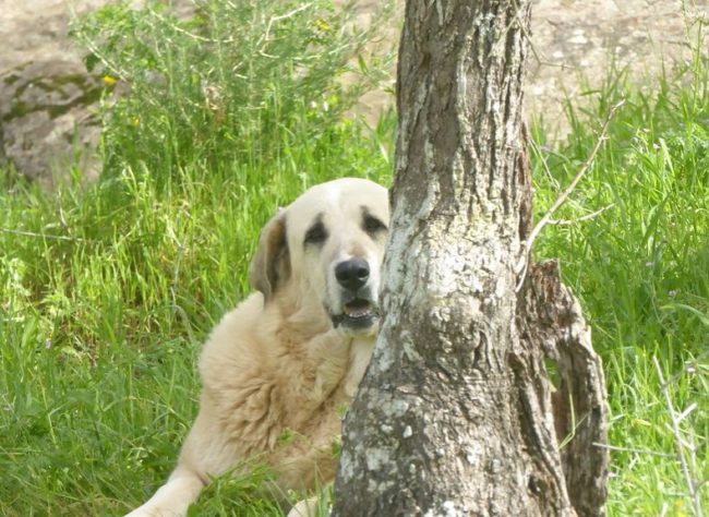 Cão mais velho do mundo 