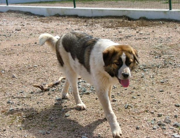 Cão mais velho do mundo 