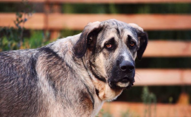 Cão mais velho do mundo 