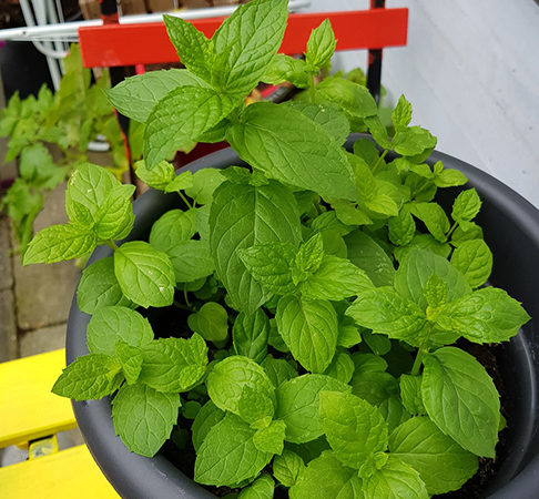 Plantas e alimentos que favorecem a memória