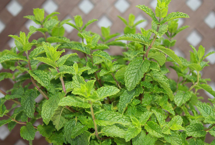 Abelhas 