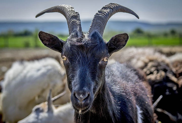 Há milênios as cabras vêm sendo associadas às figuras do diabo e de bruxas, sendo personagens de rituais macabros Historicamente, cabras estão presentes em várias culturas e costumes pré-cristãos