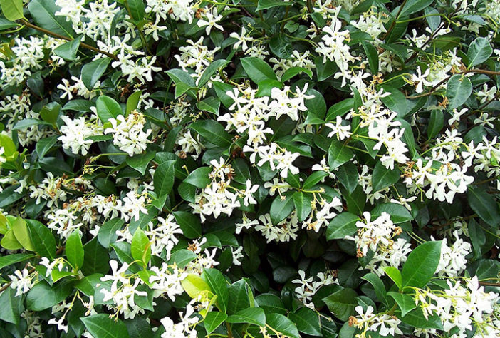 Abelhas 